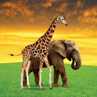 Купить Картина холст на подрамнике Жираф и слон