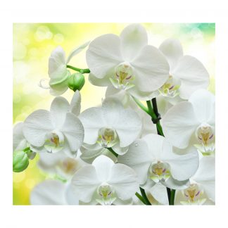 Купить Фотообои Divino Decor В1-085 "Белые орхидеи" 300*270см в Санкт-Петербурге по недорогой цене и с быстрой доставкой.