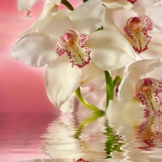 Купить Фотообои Восторг (бумажные) Розовая орхидея (201Х196) 6 л в Санкт-Петербурге по недорогой цене и с быстрой доставкой.