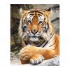 Купить Картина декобокс Тигр