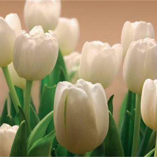 Купить Фотообои Восторг (бумажные) Белые тюльпаны (294х201) 9л в Санкт-Петербурге по недорогой цене и с быстрой доставкой.