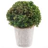 Купить Растение искусственное Зеленый Шар